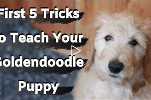 Goldendoodle Puppy Training (First five tricks to train your Goldendoodle)