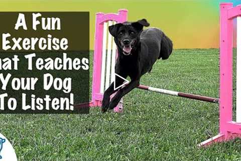 How To Teach A Dog To Jump - Professional Dog Training Tips