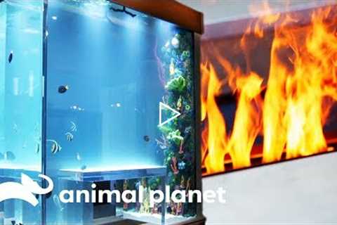 Fish Tank Combines Fire And Water In A Genius Way! | Tanked