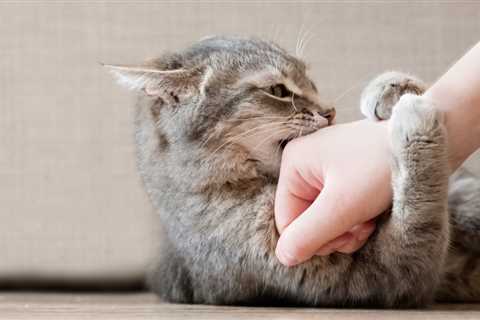 Rumored Buzz on Home Pet Training How to Train Your Cat to Listen - Wag!  — twistedger8