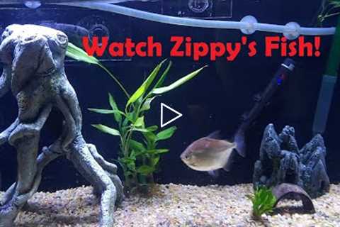 Freshwater Aquarium Fish Tank Week 6 - Watch Zippy's fish!