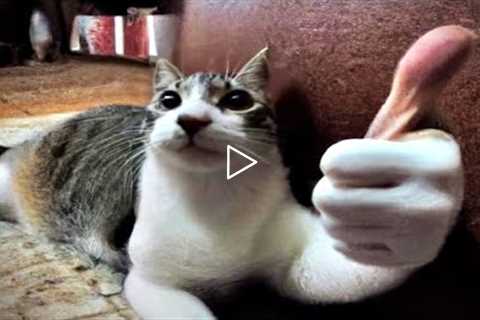FUNNY CAT MEMES COMPILATION OF 2022 PART 55