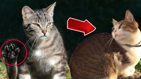 Cute Cat videos | Best Funny Cats and Kittens videos