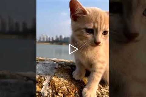 meon @Cat Videos @Cat Videos @cat videos @CatVid Repository #kittylover#catfood #catoftheday