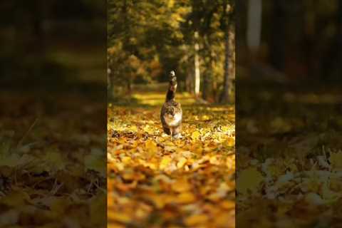 Running into fall like 😊🥰 🐈  #cutecat #adorable #cats #shorts