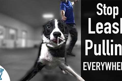 How To Teach Your Dog Not To Pull On The Leash, EVER!