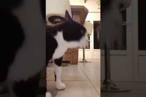 cat vibing 😹Look at him 😹 #cats #cutecats #funnycatvideo #shorts