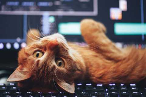 Why Do Cats Like to Muck About on Keyboards?