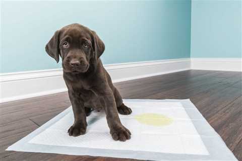 How to Use Pad Puppy Training to Encourage Your Puppy to Use the Potty