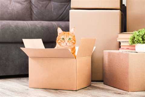 Tips For Moving With a Cat