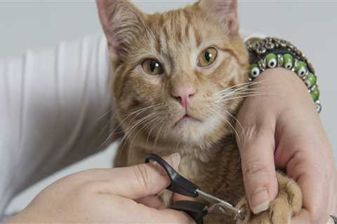 Painless Nail Clipping Cats