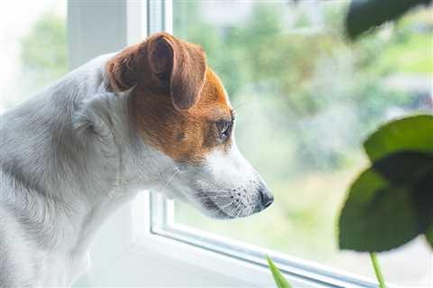 5 Tips For Treating and Preventing Dog Separation Anxiety