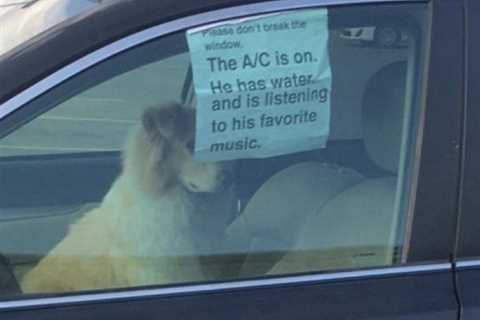 Is it Legal to Break Into a Car to Save a Dog in a Hot Car?