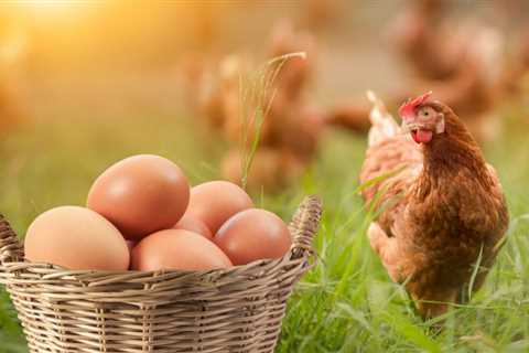 14 Best Chicken Breeds for Large Brown Eggs