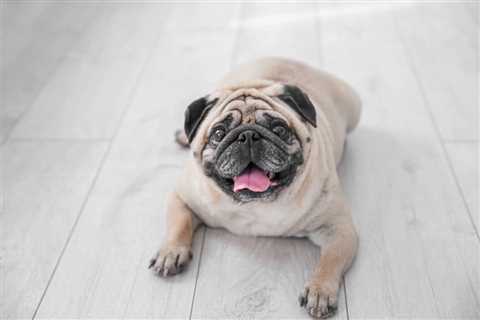 Is My Dog Overweight? 7 Signs to Watch For