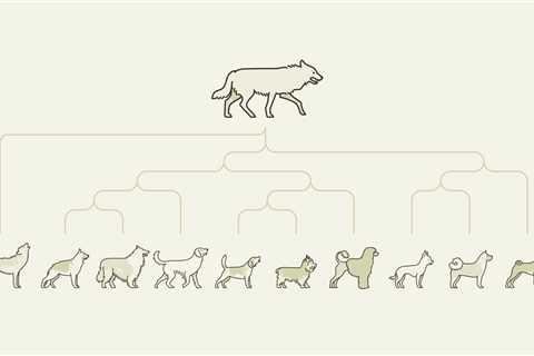 Ancestry & DNA: decipher the biology behind your dog’s family tree