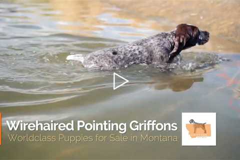 SOLD Mr. Blue at 7 weeks - Male Wirehaired Pointing Griffon Puppy For Sale In #Montana #griffon