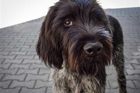 All About Wirehaired Pointing Griffons