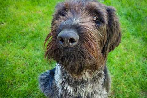 Training Your Wirehaired Pointing Griffon: Tips and Techniques