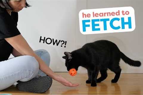 How I Trained My Cat To Fetch