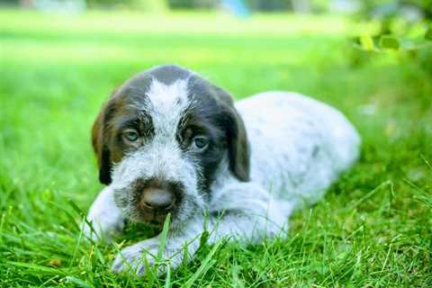 Puppy Training Tips for Wirehaired Pointing Griffons: A Comprehensive Guide
