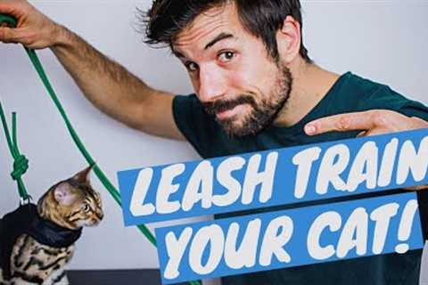 TRAIN YOUR CAT TO WALK ON A LEASH Using Positive Reinforcement - TUTORIAL