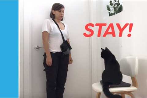 Teach Your Cat To Stay With Clicker Training