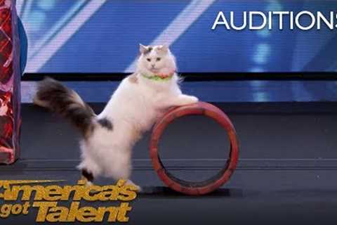 The Savitsky Cats: Super Trained Cats Perform Exciting Routine - America''s Got Talent 2018