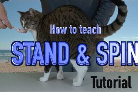 How to teach STAND & SPIN - CAT training tutorial