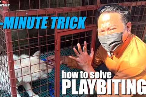 3-MINUTE TRICK: how to solve playbiting in dogs