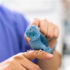 Why I Think Homeopathic Remedies Are Not for Safe Pet Birds