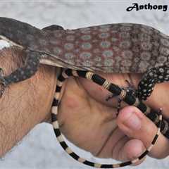 Herp Photo of the Day: Monitor
