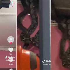 Reticulated Python Snake Video Goes Viral on TikTok