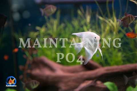 How Does Water Acquire Phosphate & How To Maintain Low Levels Of Phosphate In Aquarium Water?