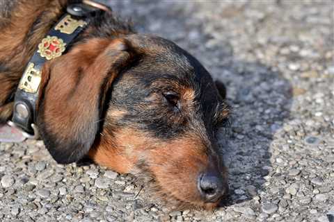 20 Best Foods for a Dachshund with Diarrhea