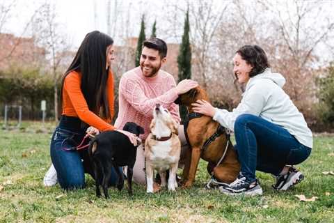 4 Ways To Socialize Your Dog