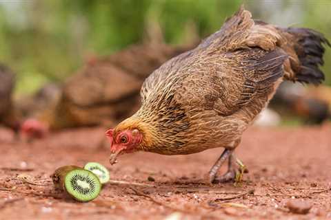 Can Chickens Eat Kiwi?—Everything You Need to Know