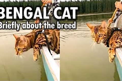 😺bengal cat character // Bengal cat training // Bengal cat diseases