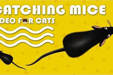 CAT GAMES - Catching Mice! Entertainment Video for Cats to Watch.