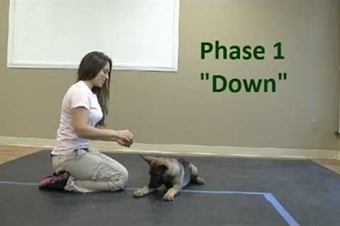 How to Train a dog to Lie Down (K9-1.com)