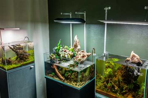 Creating a Serene Aquascape with Beautiful Freshwater Fish