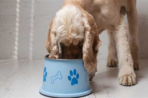 The Ultimate Guide to Pet Care: Feeding Your Pet - A Comprehensive Guide