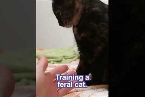 Training A Feral Cat #shorts #cats #cute