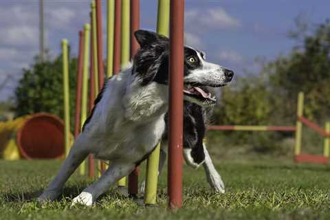 Benefits of Dog Agility Training