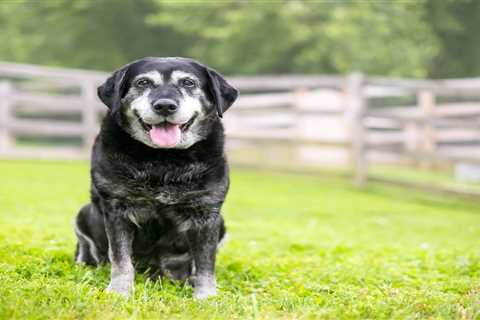 Exercising Senior Dogs