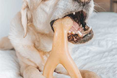 5 Best and Useful teeth-cleaning toys for dogs