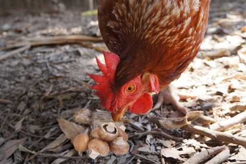 Can Chickens Eat Mushrooms : Everything You Need to Know