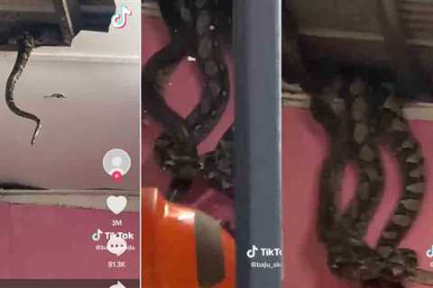 Reticulated Python Snake Video Goes Viral on TikTok