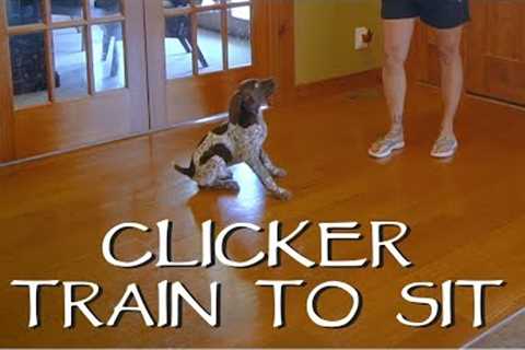 Clicker Train Your Puppy To Sit - Part 1 - Upland Bird Dog Training