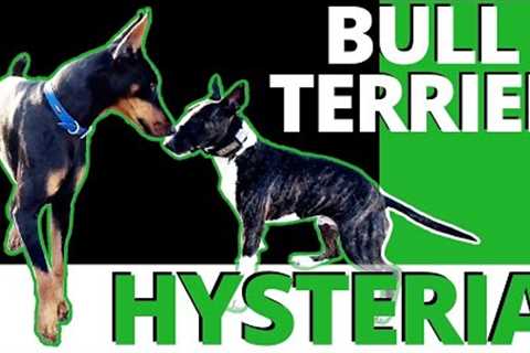 Hysteria noun 1: Exaggerated or uncontrollable emotion or excitement. Bull Terrier vs Beckman.